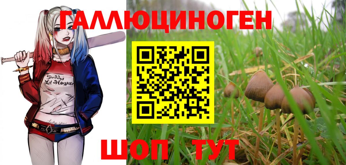 Томск  Галлюциногенные грибы Cubensis  Вход с VPN 